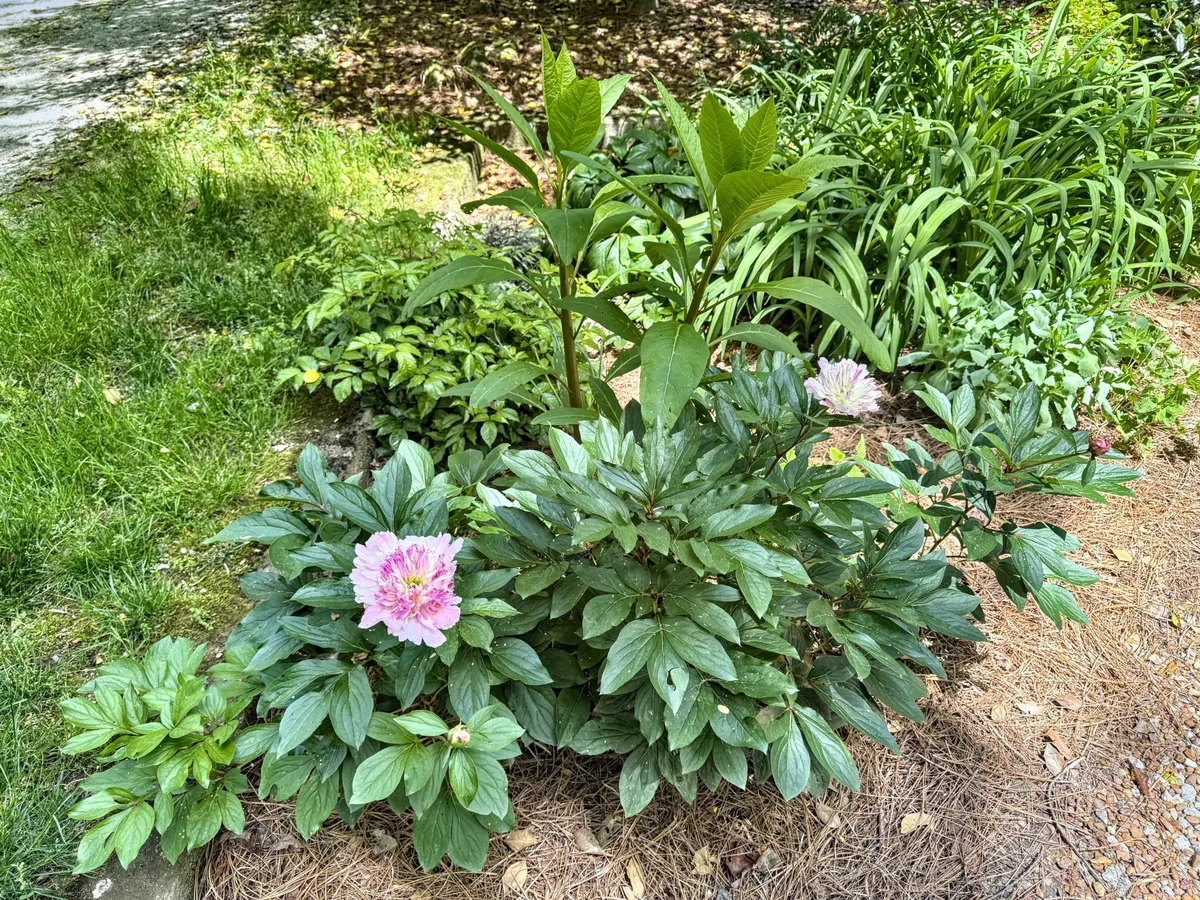 A close-up of vibrant pink flowers nestled in lush green foliage and pine straw, capturing the beauty and tranquility of the gardens surrounding the cottage. The scene evokes a sense of peaceful reflection and connection to the natural world.